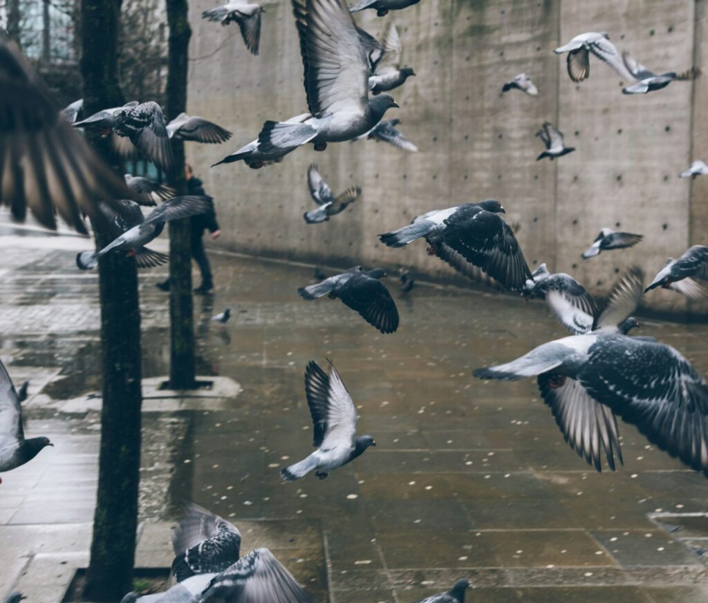 Multitud de animales como las palomas o los ratones conllevan una serie de riesgo al relacionarse con el ser humano, causando zoonosis, es decir, el contagio de enfermedades animales al ser humano.